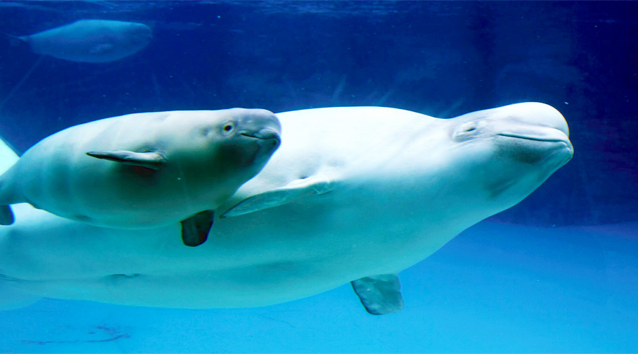 بحران Marineland: سرنوشت ۳۰ نهنگ سفید بدون حمایت دولت در خطر است.